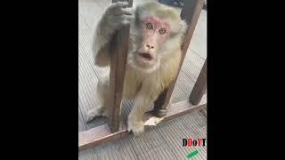 Monkey doesn't like getting hit - hits back at human