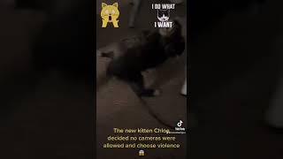 Chloe Cat woke up and choose Violence!  Tried to attack my iPhone 