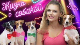 КЛИП НА 100.000 ПОДПИСЧИКОВ / Darina Sweet - ЖИЗНЬ С СОБАКОЙ