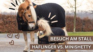 HAFLINGER VS MINISHETTY | VLOG AM STALL MIT @my_starwave ⭐️