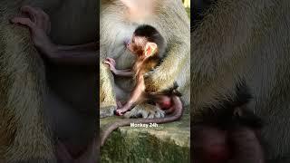 #deedee#devi#jenifer #monkeyupdate #babyanimal #luno #monkeychannel #babymonkey #cute #newbornmonkey