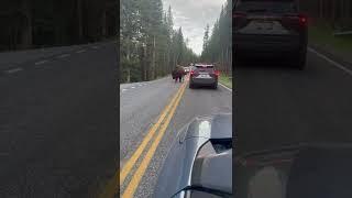 We came within inches of this magnificent beast on our drive through Yellowstone.