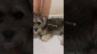 weird sound from my stomach #dog #funny #shorts