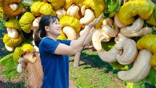 Farm Life | Harvesting Pecan Nuts Goes to Sell - Rare nuts in natural forests | Lý Tiểu Luyến