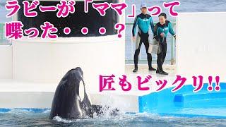 匠もビックリ!!喋るシャチ「ラビー」現る^^ 鴨川シーワールド シャチショー KamogawaSeaWorld