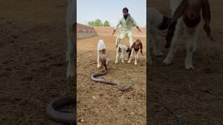 Cobra snake grew into memes
