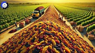 How US Farmers Harvest and Process 3.6 Million Pounds of Raisins This Way | Agriculture Technology