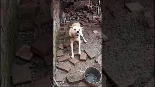 Dog Barking | Angry  Dog Sound | Sound Effects Bar