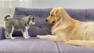 Adorable Golden Retriever Meets New Puppy For The First Time [CUTEST REACTION EVER!!]