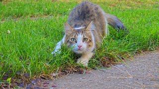 Cat Pounces with Lightning Speed - Ready, set, pounce!