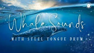 Whale Sounds with Steel Tongue Drum  | Calm the Mind, Destress, Balance Energy 