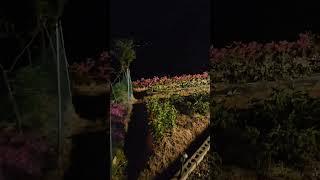 잘자요~ 베네베네농장의 밤 풍경  #밤풍경 #주말농장 #농부의일상 #잘자요 #shorts
