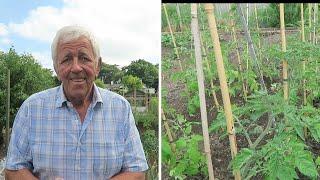 Planting Leeks, Beetroot, Tomatoes, And Courgettes.