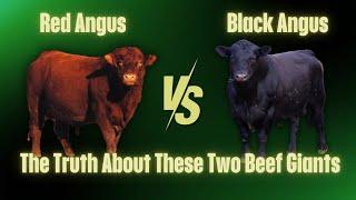 Red Angus vs Black Angus | What's the Real Difference?