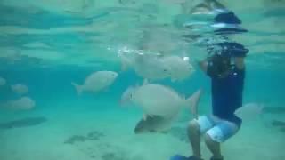 Fish Feeding Cozumel Mexico