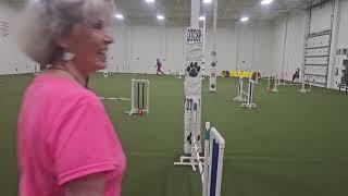 Jeannette death Pit Bull wins first place in  novice agility jumpers. St.Petersburg, Fl