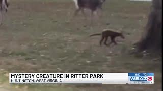 Mystery animal in Ritter Park