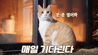 구조된 여자친구 만나러 별채 앞에서 매일 기다리는 길냥이