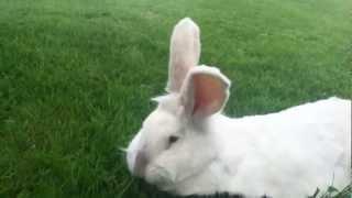 Pompon le gros lapin blanc