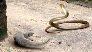 mongoose vs cobra/snake