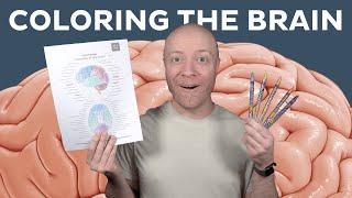 Let's color and learn brain anatomy | Kenhub