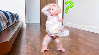 Monkey Baby Molly panics to hides the dirty diaper before Dad arrives home!