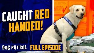 Car Jacker Found In The Worst Place! | Dog Patrol - Season 8 Episode 1