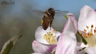 bees in slow motion pollinating apple blossoms