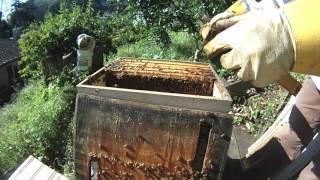 Backyard Beekeeping - Foulbrood Ended The 2017 Season