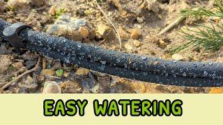 EASY WATERING | Water Irrigation | Hedge Update | Soaker Hose