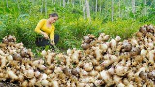 Harvesting many ginger goes to countryside market sell - A farm life harvesting