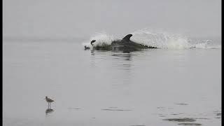 Dolphin 'Attack' Mullet