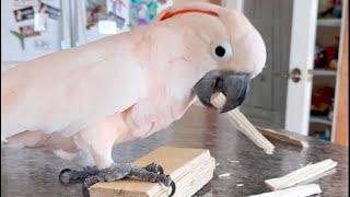 Wood Chewing ASMR - Doing this is very important for maintaining beak health. 