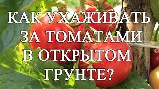 Как ухаживать за томатами  в открытом грунте