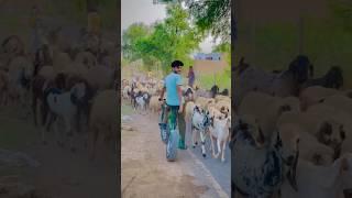 modified cycle sab t alg hobby ter yaar ki #fatbike #fatbikeride #modifide #shortsvideo #roots