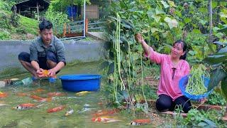 Harvest beans and chayote for sale.DAU took the opportunity to clean the KOI fish tank after 3 month