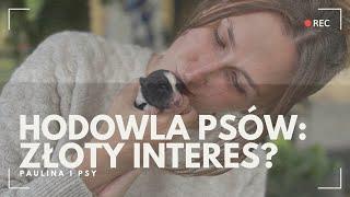 ILE MOŻNA ZAROBIĆ NA HODOWLI PSÓW? CZY TO DOBRY POMYSŁ NA BIZNES? | PAULINA I PSY