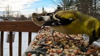 Winter birds enjoying some feed   *4k*  60fps