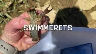 Science Short   What is a Crayfish