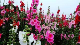 2018.3月三大賞蜀葵花海燦爛登場! Hollyhock flower