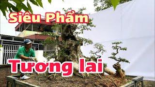 Những phôi hàng hiếm-cây cảnh bonsai(Mr Đại 0967828345)