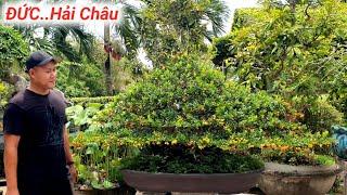 Duối Quái "Hoàng Anh Mộc " Hải Châu Vip.BonSai Đức Nhơn Phú Quy Nhơn Lh #0976161715 Zalo.