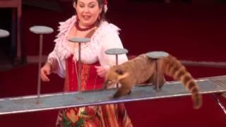 Circus  The show of different animals  Цирк  Шоу разных животных