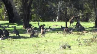 Kangaroos at Hanging Rock