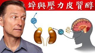 鋅降皮質醇(壓力激素),發炎感染吃多少鋅?鋅體內儲存多久？鋅太多有毒？自然療法,柏格醫生 Dr Berg