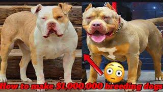 How to line breed XL American Bully’s