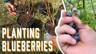 How to Plant Blueberries