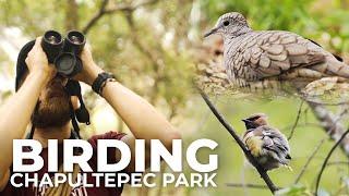 Urban Birding in Mexico City | Cheep!