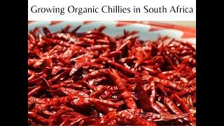 Growing Organic Chillies