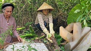 Single Mother:Find Wild Taro To Cure The Police Officer's Mother's Disease|Ly Tieu Hon